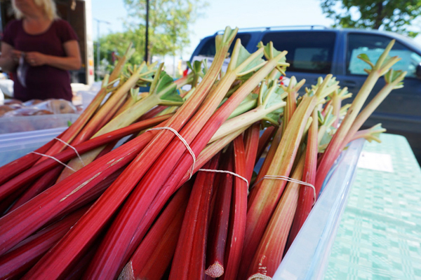 Rhubarb stalks at the Saskatoon farmers market